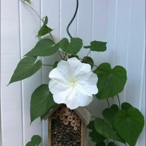 Moonflower Moon Flower Vine Starter Plant